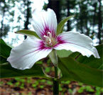 trillium